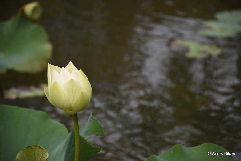 DSC-6015.JPG