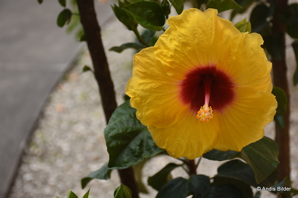 DSC-6063.JPG