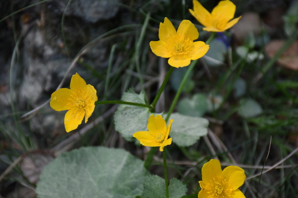 DSC-8209.JPG