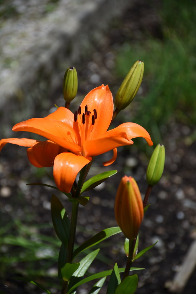 81-DSC-1352.JPG
