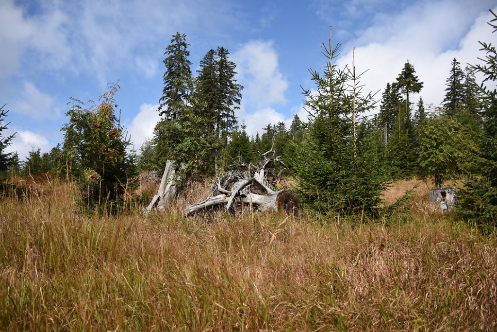 37-DSC-2109.JPG