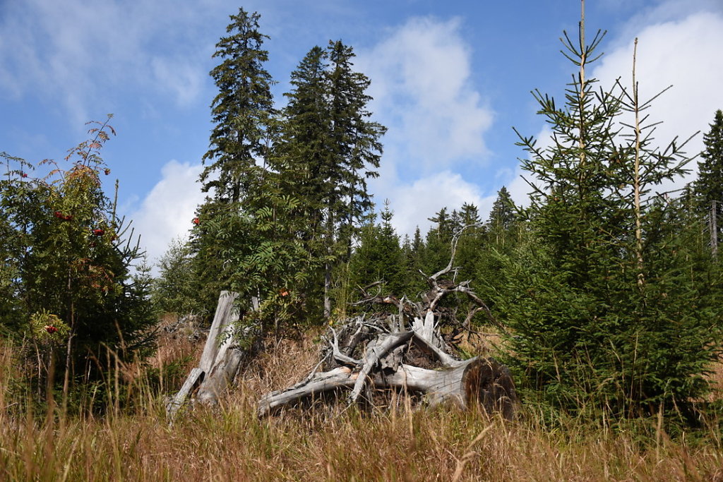 38-DSC-2110.JPG