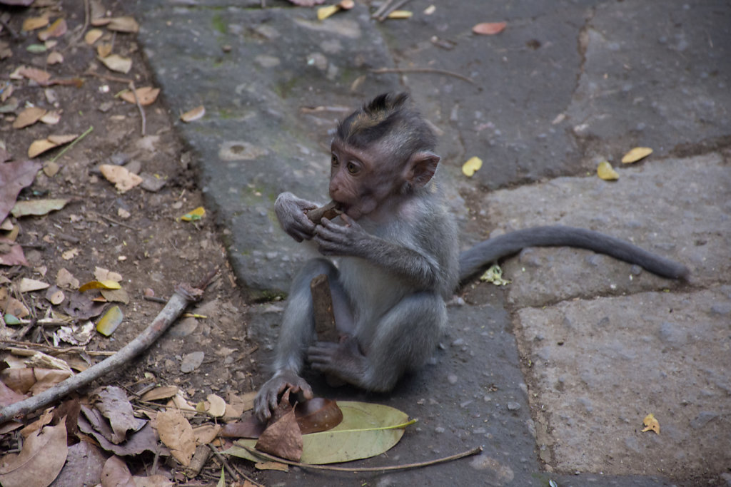 2018-Bali-064.jpg