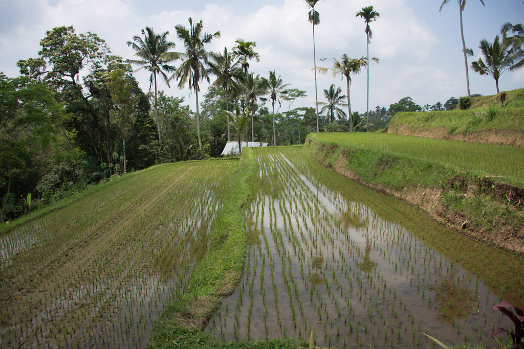 2018-Bali-082.jpg